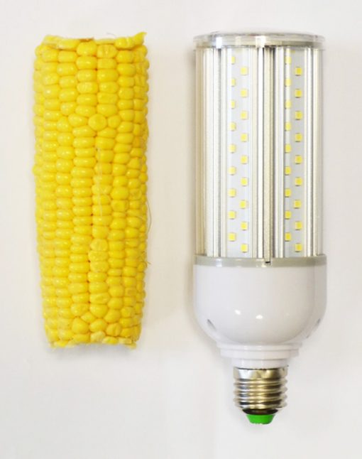 Corn Bulb vs Corn on the Cob